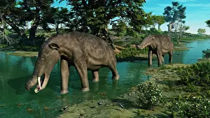 Miocene: A pair of Platybelodon grazing in a shallow stream