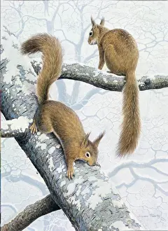 Turvey: Pair of Red Squirrels