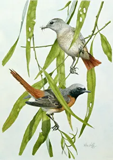 Weeping: Pair of Redstarts ' on weeping willow