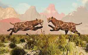 Mid Air: A pair of Sabre Tooth Tigers in a fight over territory