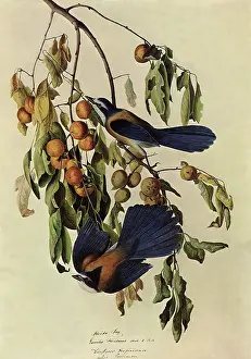 Scrub: Pair of Scrub Jays