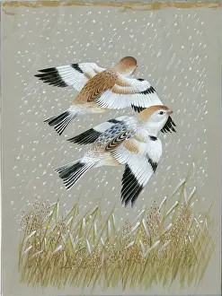 Buntings: Pair of Snow Buntings in Winter Plumage
