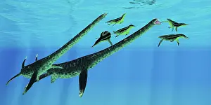 Plesiosaur: A pair of Styxosaurus attack a group of Dolichorhynchops