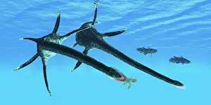 Hungry: A pair of Styxosaurus hunting Coelacanth fish