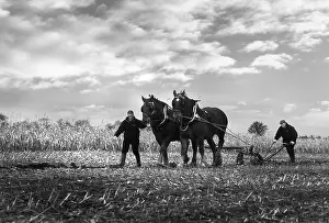 Plow: A pair of Suffolk Punch working horses pull a plough