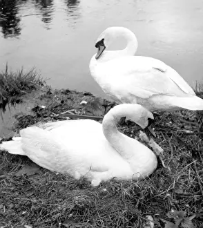 Swans: A pair of Swans at their nest