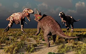 Triceratops: A pair of T-rex dinosaurs attacking a lone Triceratops