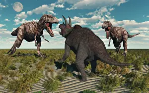 Triceratops: A pair of T-rex dinosaurs attacking a lone Triceratops