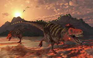 Tarbosaurus: A pair of Tarbosaurus dinosaurs scavaging for food