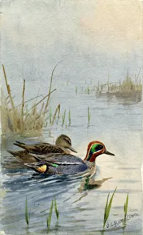 Teal: A Pair of Teal swimming amongst the reeds