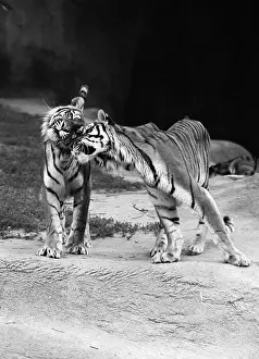 Nuzzling: Pair Of Tigers Standing On Rock