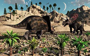 Torosaurus: A pair of Torosaurus dinosaurs fight each other