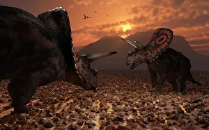 Torosaurus: A pair of Torosaurus dinosaurs fight each other