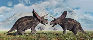 Torosaurus: A pair of Torosaurus dinosaurs involved in a territorial