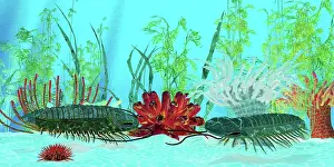 Cambrian: A pair of trilobites in Cambrian seas
