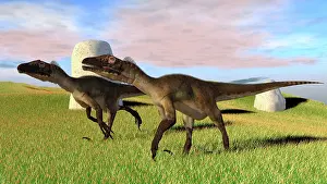 Utahraptor: Pair of Utahraptors in a grassy field