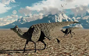 Lambeosaurinae: A pair of Velafrons hadrosaurid dinosaurs from the ?