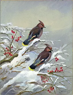 Hawthorn: A Pair of Waxwings on Hawthorn