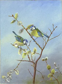 Pussy: A Pair of Waxwings on Pussy Willow