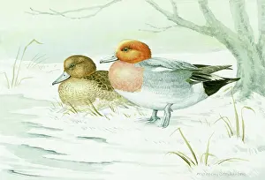 Margery: Pair of Wigeon in the Snow ? ducks