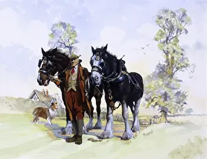 A pair of working Shire Horses & Farmer