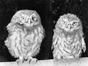 Talons: A pair of young Little Owls