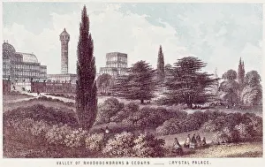 Cedars: THE PALACE GARDENS, CRYSTAL PALACE
