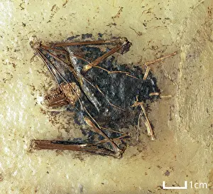 Messel: Palaeochiropteryx tupaiodon