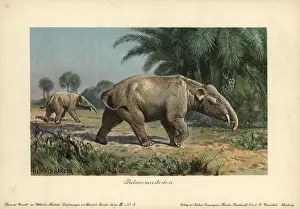 Tiere: Palaeomastodon, believed to be the ancestors