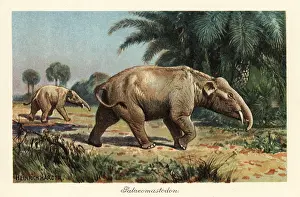 Tiere Der Urwelt: Palaeomastodon, extinct genus of Proboscidea