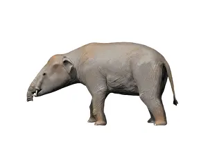 Paleogene: Palaeomastodon is a proboscidian from the Oligocene epoch