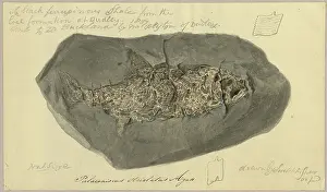 Buckland: Palaeoniscus striolatus Agassiz