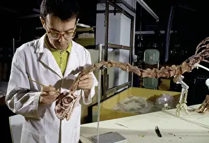 Sauropodomorpha: Palaeontology laboratory