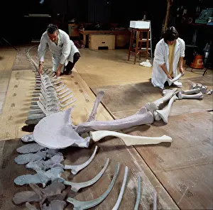 Baryonyx: Palaeontology laboratory
