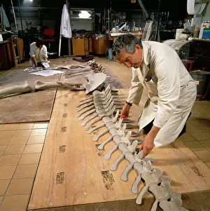 Palaeontologist: Palaeontology laboratory