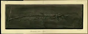 Dinkel: Palaeorhynchum latum Agassiz