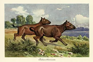Oligocene: Palaeotherium, extinct genus of perissodactyl ungulate