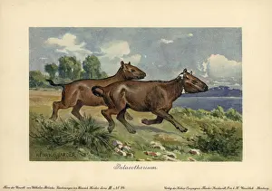 Tiere: Palaeotherium, extinct genus of primitive horse-like