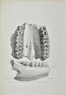 Prominence: Palate of an elk, partially eaten by a hyaena, Kent's Cavern