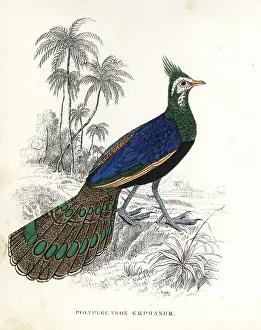 Polyplectron: Palawan peacock-pheasant, Polyplectron napoleonis