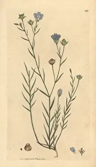 Linum: Pale flax, Linum angustifolium