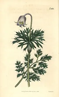 Pratensis: Pale-flowered meadow pasque-flower, Anemone pratensis
