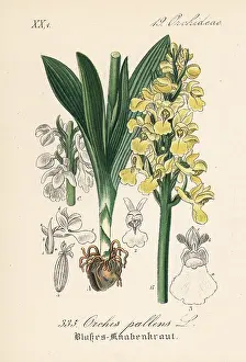 Orchis: Pale-flowered orchid, Orchis pallens