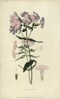 Carnea: Pale lychnidea, Phlox carnea