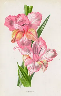 Gladioli: Pale pink gladiolus