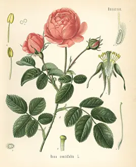 Centifolia: Pale rose, Rosa centifolia