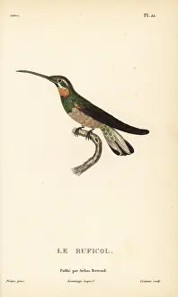 Colibri: Pale-tailed barbthroat, Threnetes leucurus