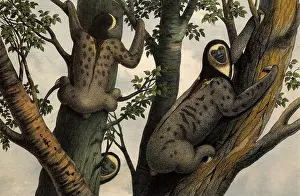 Seem: Pale-Throated Sloth