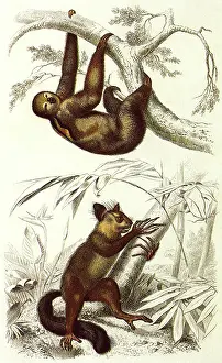 Sloth: Pale-Throated Sloth and Aye-Aye