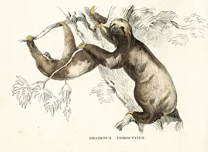 Tridactylus: Pale-throated sloth, Bradypus tridactylus